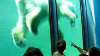 Icebear feeding