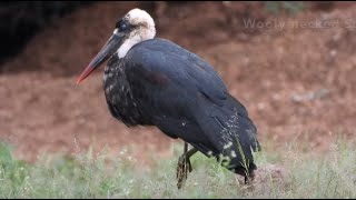 African Woolly-necked Stork spends the day at the waterhole  4K