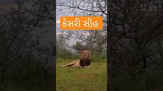 કેસરી સીહ// lion video// short video// create short// trending short// Kesari Singh