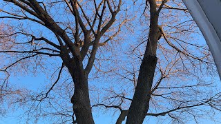 What Should I Do With a Branch Over My Roof?