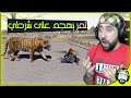 أنقاذ دداوي من النمر المتوحش | Arma3