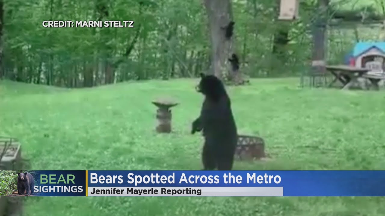 Twin Cities Residents Alerted Of Bear Sightings - YouTube