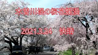 花見の名所　桜の名所　愛知県一宮市木曽川堤  2021