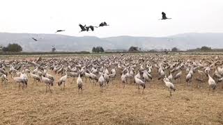 Eurasian Cranes in the Hula Valley