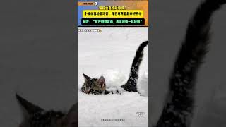 猫猫也喜欢玩雪吗？小猫在雪地里玩耍，尾巴弯弯看起来好开心。