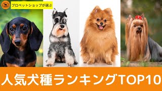 人気犬種ランキングTOP10