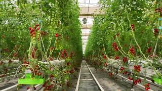 Erbil FDC Hydroponic Greenhouse