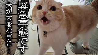 猫が大泣きして犬の異変を知らせにきたのでついて行くと...