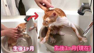 【仔猫シャンプー】生後1ヶ月のお風呂と比べてみたら仔猫の成長ぶりが凄くて驚きです　vol.84