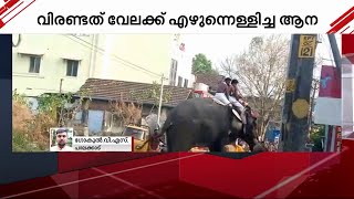 പാലക്കാട് വേലക്ക് എഴുന്നള്ളിച്ച ആന വിരണ്ടു | Elephant| Palakkad | Mathrubhumi News