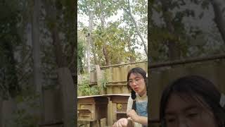 ‼️รังของผึ้งโพรง💥🐝 #ผึ้ง #honeybee #bees #shortvideo #howto #bee#beekeeper #beekeeping