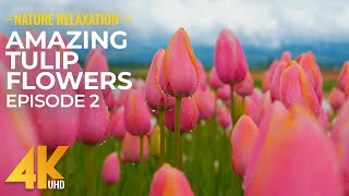 Amazing Tulip Flowers in 4K UHD - Beautiful Colors of Nature with Cheerful Spring Sounds NO LOOP #2