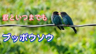 ブッポウソウ　交尾と給餌[Oriental Dollarbird]