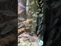 art aquarium @ zhongshan china 水族美術館 港車北上 中山美食 深中通道