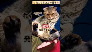 【もふもふさんの趣味😽🎶】#趣味 #猫 #遊び #shorts #ブロック #猫動画 #ねこ #猫のいる暮らし #ねこのいる生活 #休日