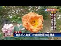 爭奇鬥豔！苗栗萬株玫瑰花免費參觀－民視新聞