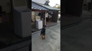 シェパード犬　ウサギ跳びがキニナル大型犬#ボール遊び#屋根#キャッチャー