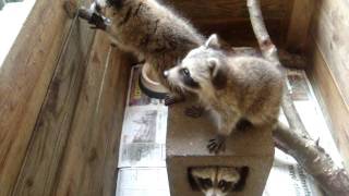 Three Raccoons