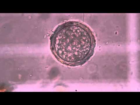 Microbes4 Youtube