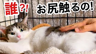 【後編】引きこもり猫､飼い主以外が撫でてみた #娘夫婦の訪問