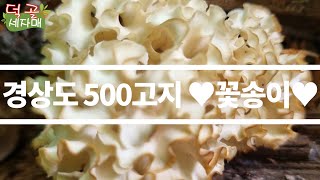 덕골세자매)경상도 500고지 꽃송이 발견했어요~#꽃송이#느타리#곰취