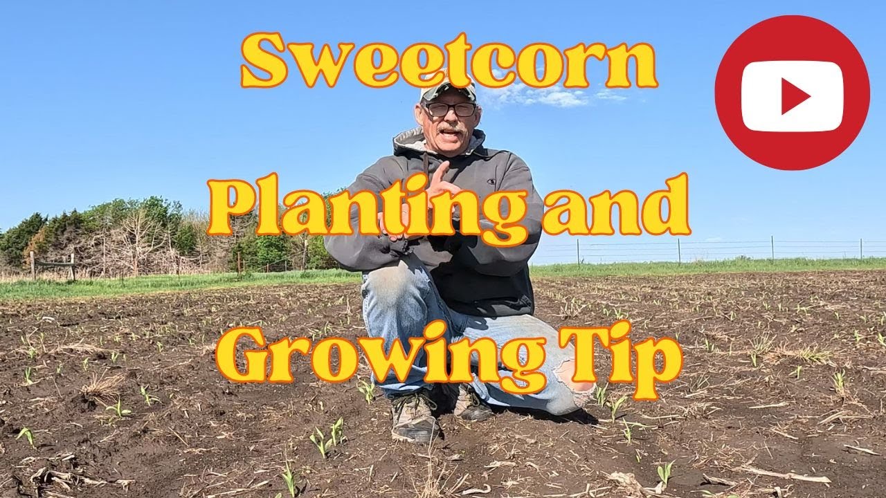 Sweetcorn Growing And Planting Tip Youtube