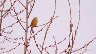 Yellowhammer (Emberiza citrinella) / Goldammer [2]