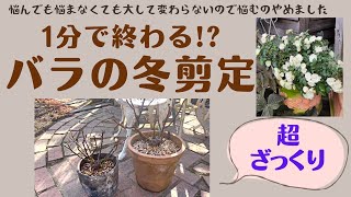 《超時短！もう悩まなくていい！木立バラの剪定》さっくり終わるざっくり剪定／ミニバラ・グリーンアイスの剪定