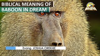 Biblical Meaning of BABOON in Dreams - Baboons Symbolism and Message