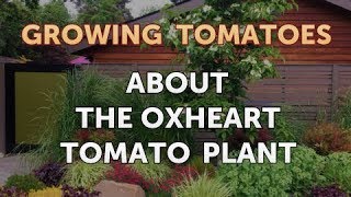 About the Oxheart Tomato Plant