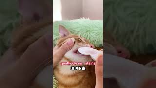 Custom Pet Teeth Cleaning Finger Wipes Dental Care Wipes for Cat and Dog(free samples)