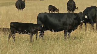 Farm Bureau Economist Bullish on Cattle Market in 2025