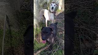 terrier and lurcher#dogs #terriers#lurchers