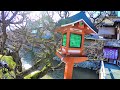 2017清晨の祇園白川