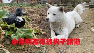 Masked Bird Brother｜TThe black duck is very serious and is followed and protected by the dog.