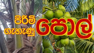 ගෙඩි හැදෙන්නෙම නැති පොල් ගස් 🌴😥 🥥 #coconut #පොල්