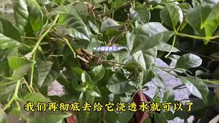 三角梅有个“小癖好”，养护满足它，满头花苞开花一茬接一茬