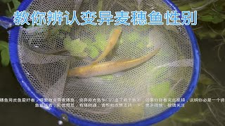 教你区分变异麦穗鱼性别