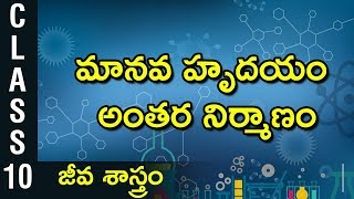 మానవ హృదయం అంతర నిర్మాణం  | Science | Digital Teacher