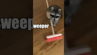 This #racoon will show you how to #clean