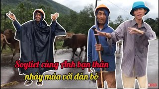 Soytiet Một Ngày Chăn Bò Với Các Bạn Đồng Nghiệp - One day my cowherd job