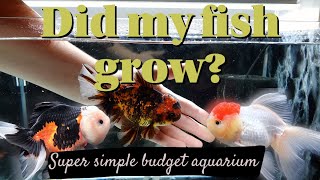 Goldfish GROWTH update | Super simple budget aquarium | Are my fish STUNTED?