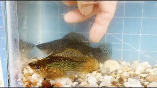 Breeder Selection - Giant Sailfin Mollies - Tropical Fish Hatchery