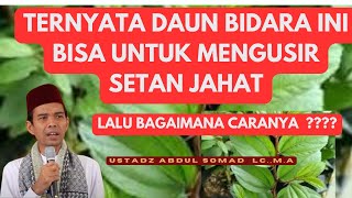 Apa Manfaat Pohon Bidara untuk mengusir setan ? Ustadz Abdul Somad Lc.MA