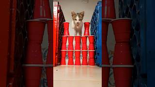 How many red cups 🥤does it take to stop my kitten?! 😳