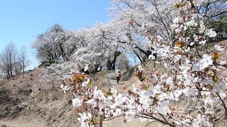 春冬のサクラ咲き競う　藤岡・桜山公園