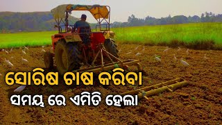 mustard farming in odisha//ସୋରିଷ ଚାଷ ଓଡିଶା ରେ ବହୁତ ଲାଭ ହୋଇଥାଏ