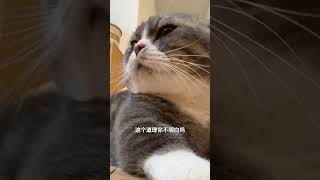 你先给我亲一下 猫猫：你怎么没有边界感呀 小猫咪怼脸杀视频 猪咪 猫咪脑瓜 胖猫猫