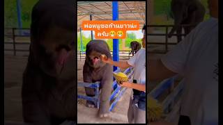 #funny #funnyanimal #ช้างน่ารัก #animals #elephant #funnyvideo