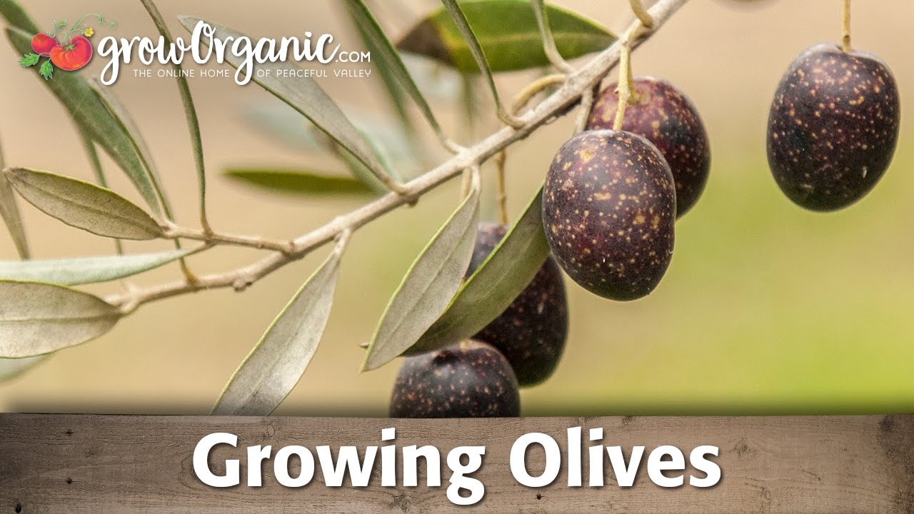 Growing Organic Olives Youtube